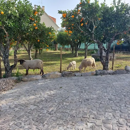 Adega D'aldeia Com Piscina E Jacuzzi *