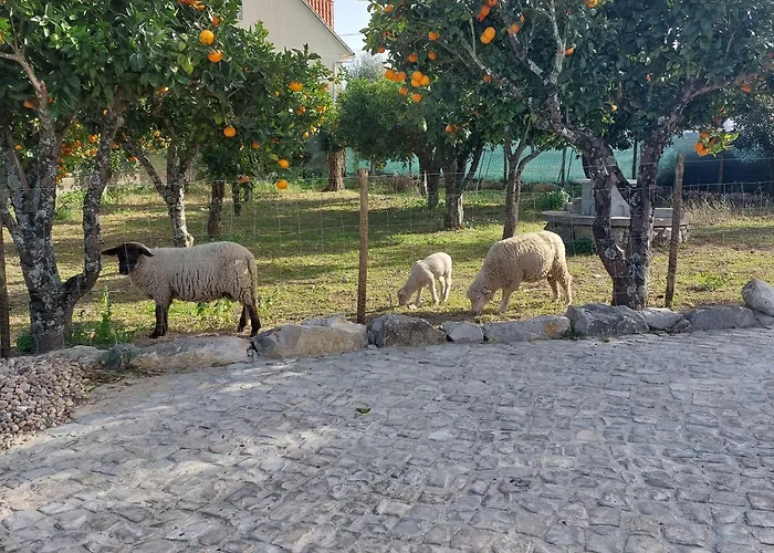 Adega D'aldeia Com Piscina E Jacuzzi *